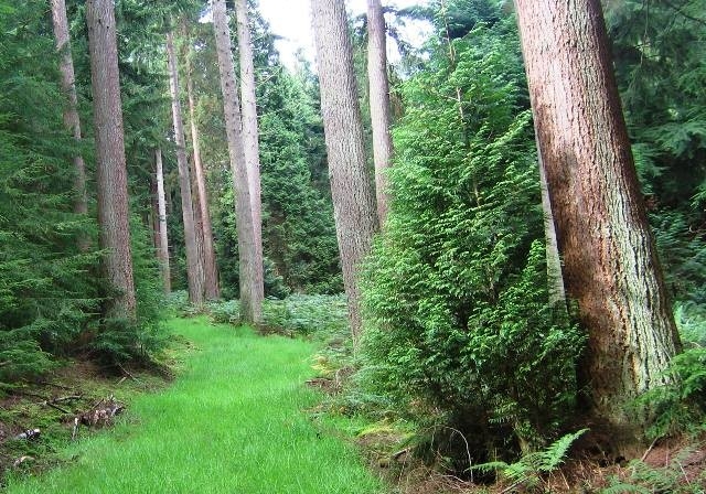  Magníficos árboles de Kyloe Wood 